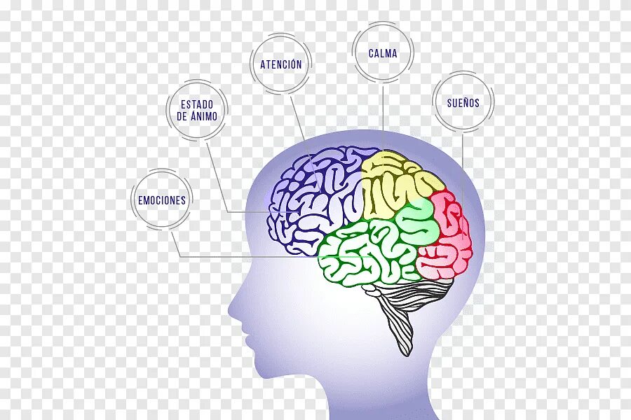 Brain project. Голубой мозг. Проект человеческий мозг. Осцилляция мозга. Колебания мозга.