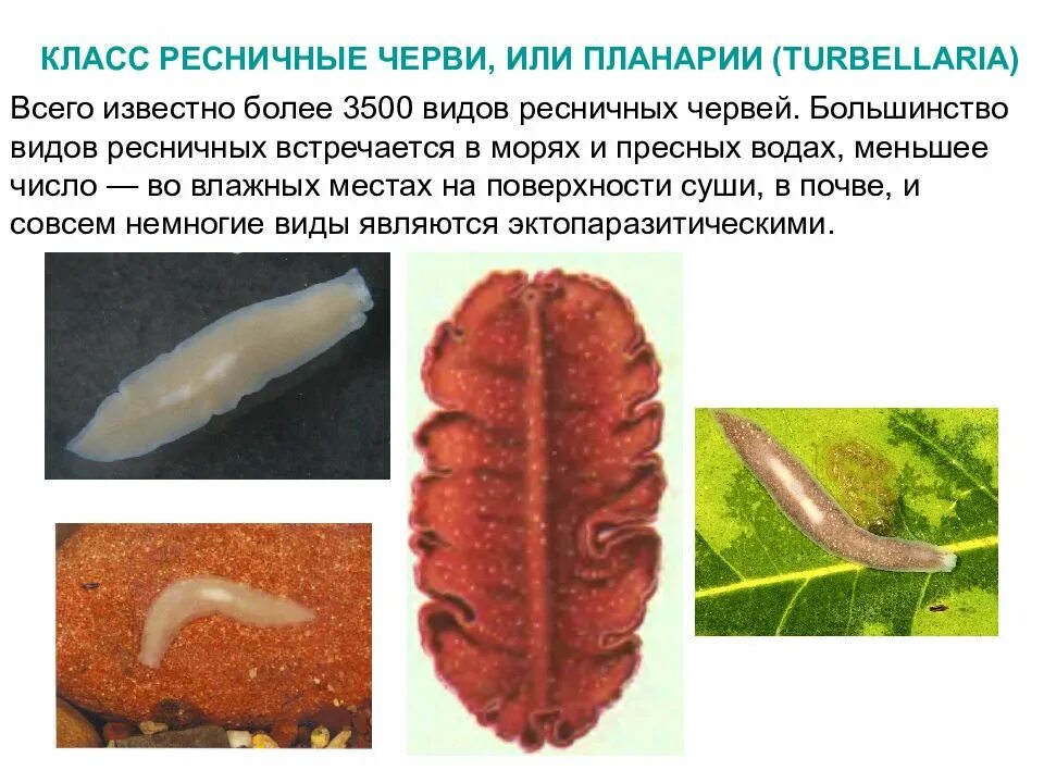 Класс ресничные форма тела. Реснитчатые черви планария. класс ресничные черви (turbellaria). класс ресничные черви турбеллярии представители. тип плоские черви класс ресничные.