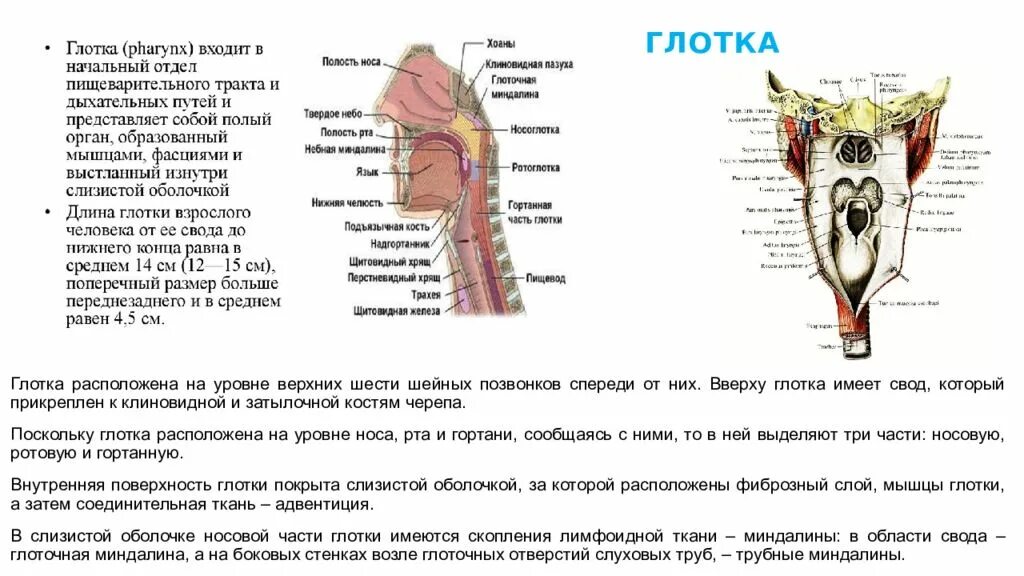 Глотка пищевод строение анатомия. Свод глотки анатомия латынь. Глотка по отношению к позвоночнику располагается на уровне:. Строение гортани и горла пищевода. Глотка выполняет функции