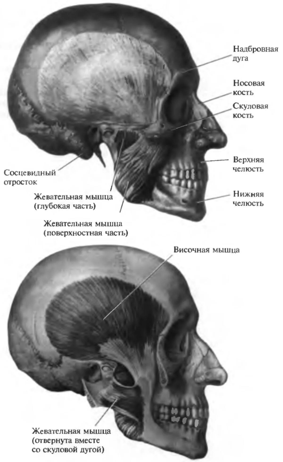 Краевой бугорок скуловой кости. Скуловая кость анатомия человека. Скуловая кость анатомия строение. Скуловой отросток лобной кости анатомия. Скуловая кость анатомия синельников.