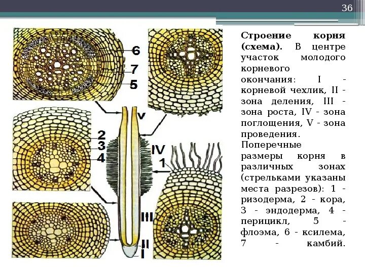 Микрофотография среза корень. Поперечный срез корня однодольного растения. Первичное строение корня однодольного. Поперечный срез корня в зоне деления. Первичное строение корня микропрепарат.