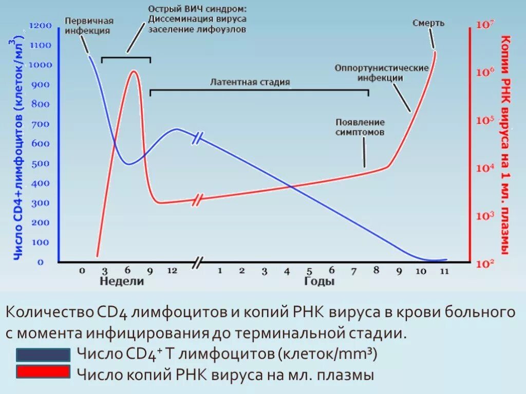 Сколько клеток вич