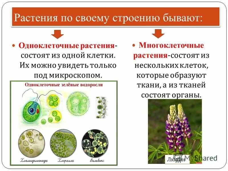 Одноклеточные и многоклеточные организмы 5 класс биология. Одноклеточные растения и многоклеточные растения. Одно клеточные ее много клеточной растения. Одноклеточные организмы и многоклеточные организмы.