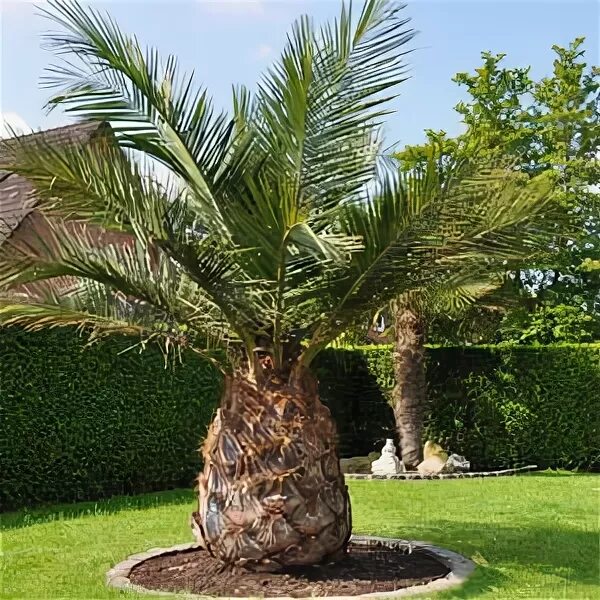 Юбея чилийская (jubaea chilensis) слоновая пальма. Пальма юбея чилийская. Слоновая пальма 4 буквы сканворд. Юбея пальма. Слоновая пальма 4 буквы сканворд.