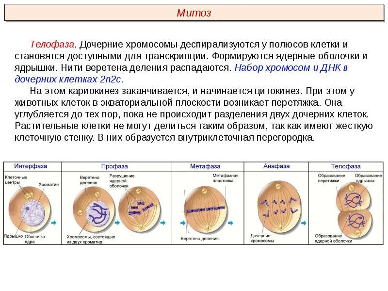 В результате митоза формируется. Дочерние хромосомы. Телофаза дочерние хромосомы. Дочерние хромосомы и сестринские хроматиды. Телофаза митоза дочерние хромосомы.