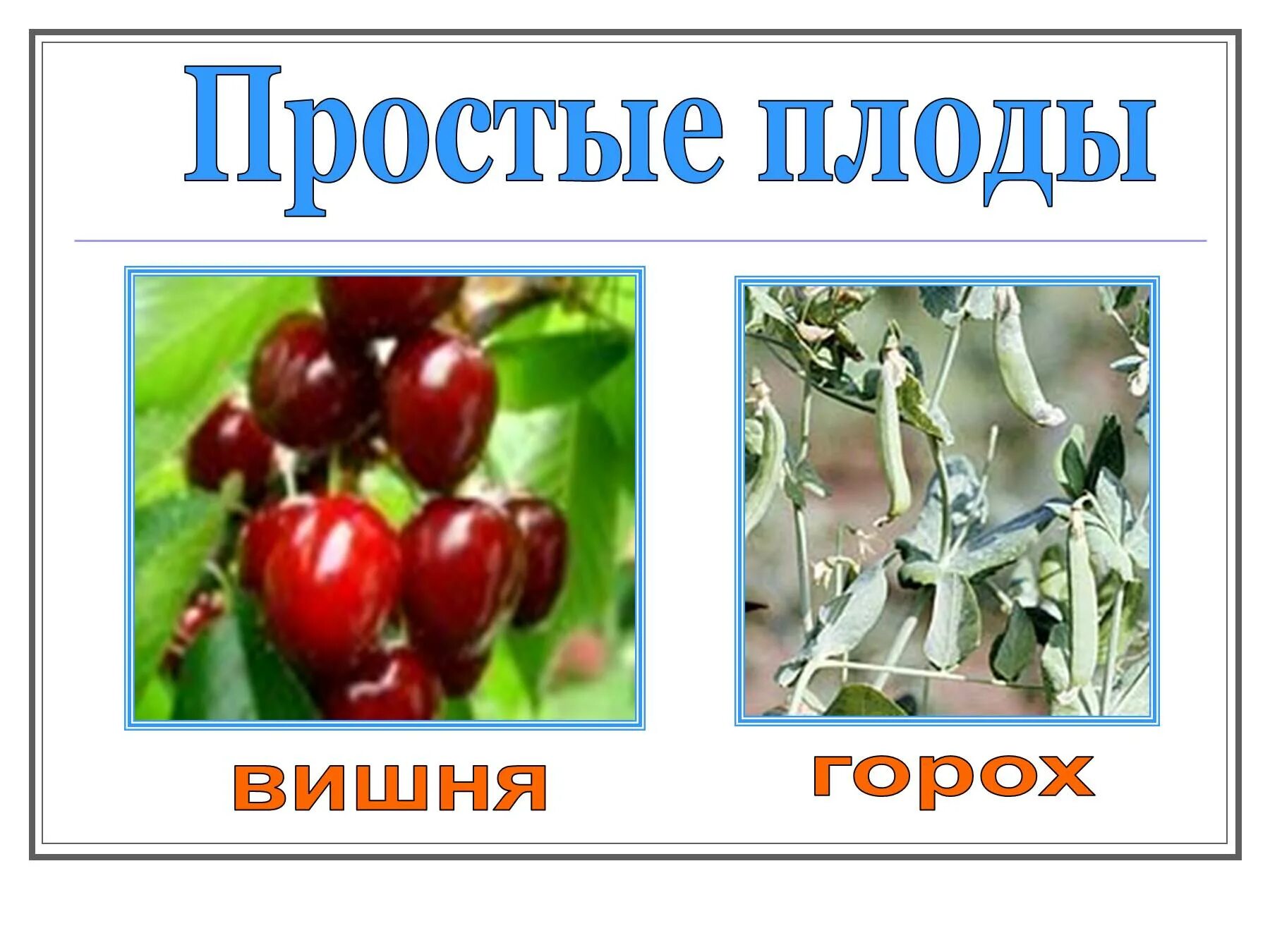 Плод простой или сборный. Растения с простыми плодами. Плоды простые сложные соплодие. Простые и сложные плоды. Плод развившийся из цветка с несколькими пестиками.