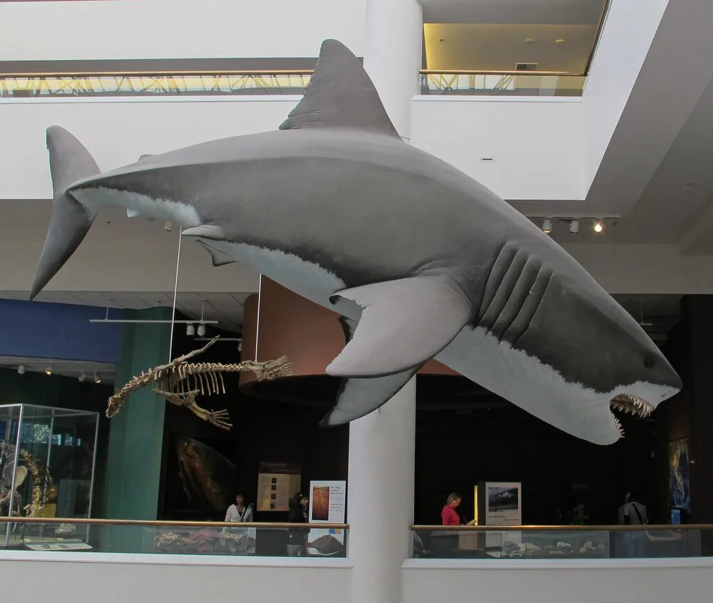 Какой длины акула. Отодус акула. Отодус МЕГАЛОДОН. Скелет МЕГАЛОДОНА В музее. Музей акул.