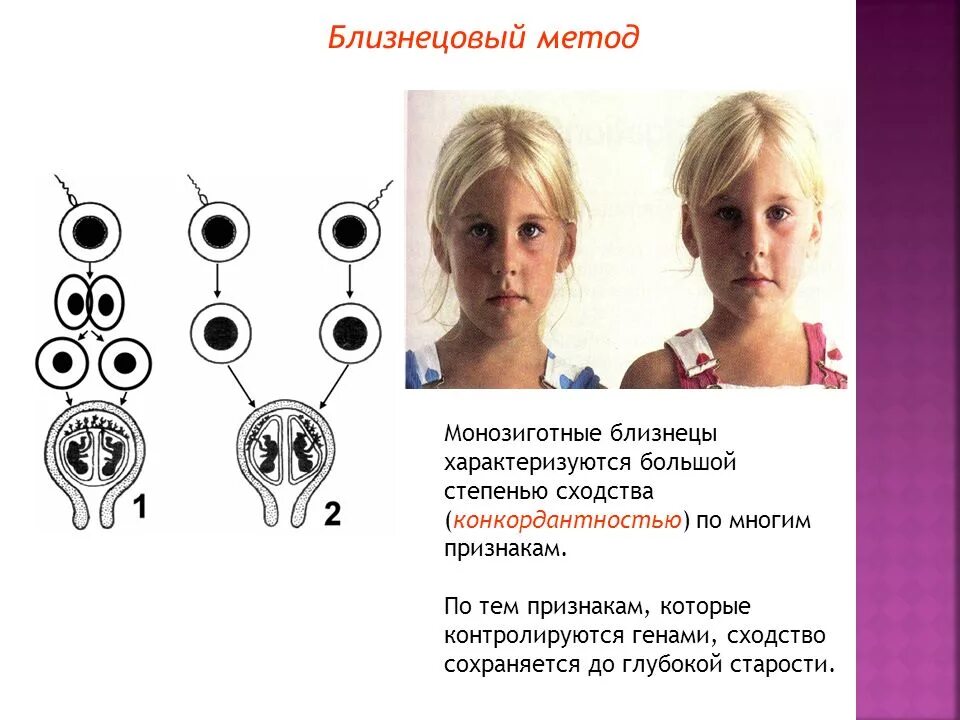 Близнецовый метод в генетике человека. Монозиготные Близнецы генетика. Многозиготовые Близнецы. Близнецовый метод однояйцевые. Генетика человека близнецовый метод.