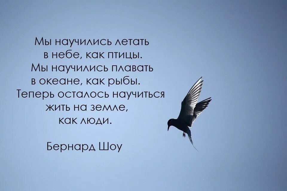 Слово летит другим словом. Цитаты про птиц. Фразы про птиц. Цитаты про птиц со смыслом. Мудрые высказывания о птицах.