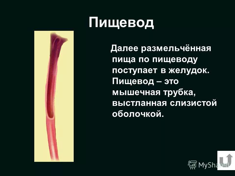 Пищевод это орган. Пищевод. Мышцы пищевода. Пищевод это мышечная трубка. Пищевод анатомия.