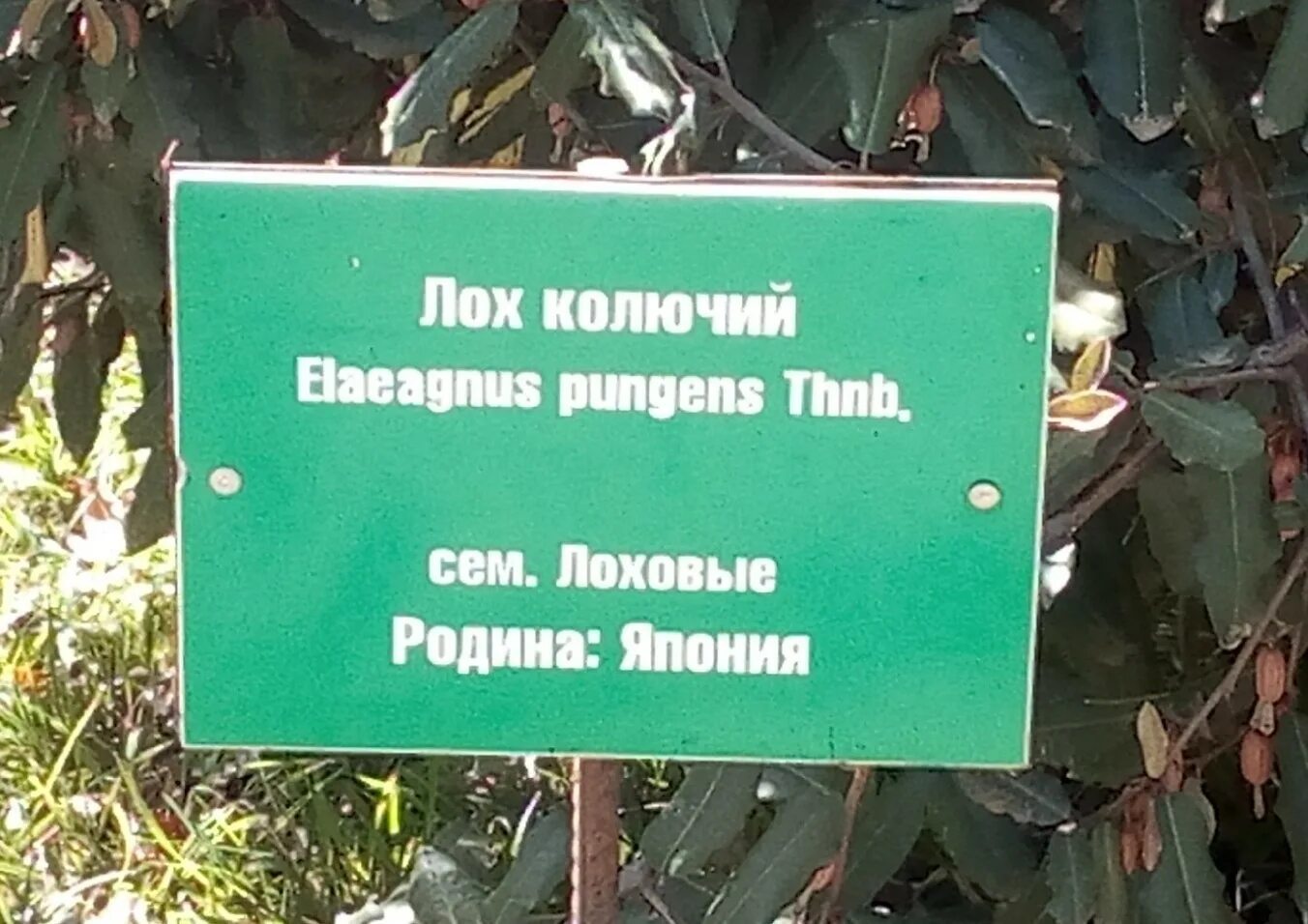 Парень лох. Ищу лоха. Как продать лоха. Продать лоху. Продать лоху.