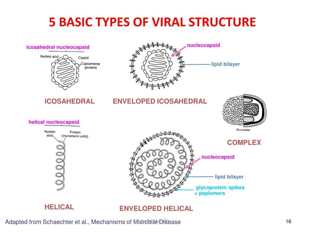 Types of viruses. Атипичная пневмония строение вируса. Пневмония строение вируса. Строение вирусной частицы микробиология вирус фага т 4.