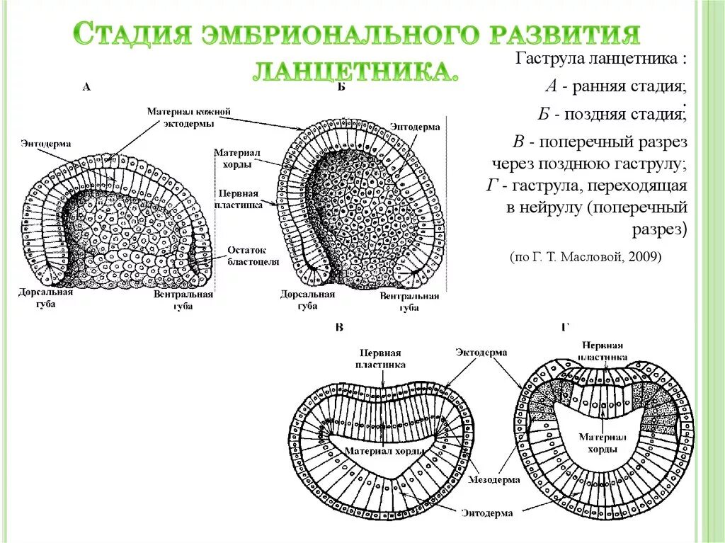 Образуется гастральная полость