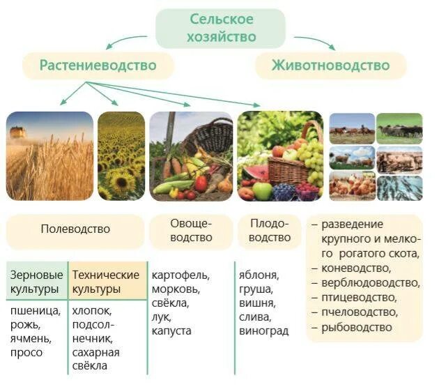 Отрасли растениеводства. Сельскохозяйственные культуры. Отрасли растениеводчтва и ж. Основные отрасли растениеводства. Растениеводство 10 класс география