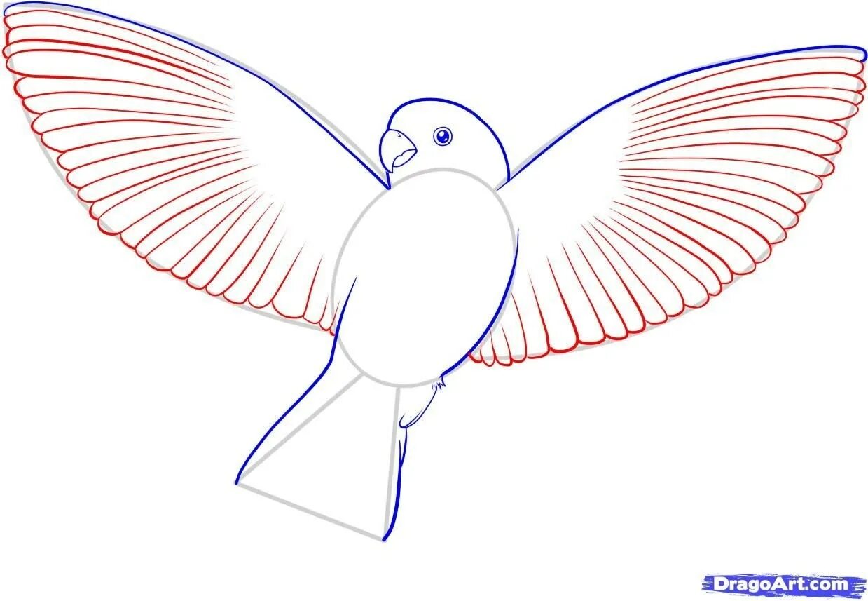 Птица рисунок. Рисунки птиц для срисовки. Рисунок голубя для срисовки. Птица рисунок легкий.