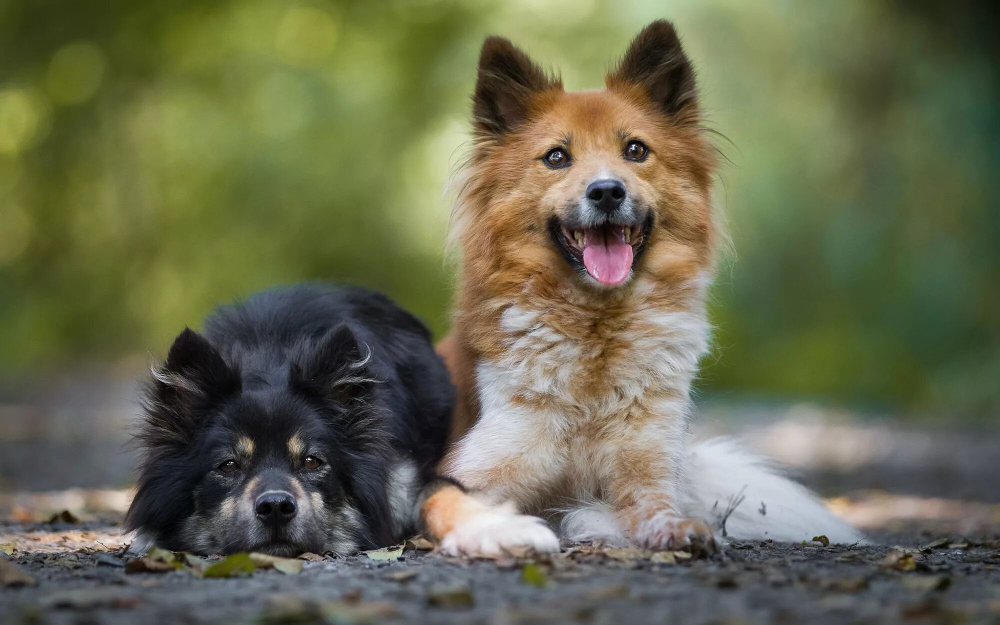 We two dogs. Собаки. Разные собаки. Две собаки. Фото собак.