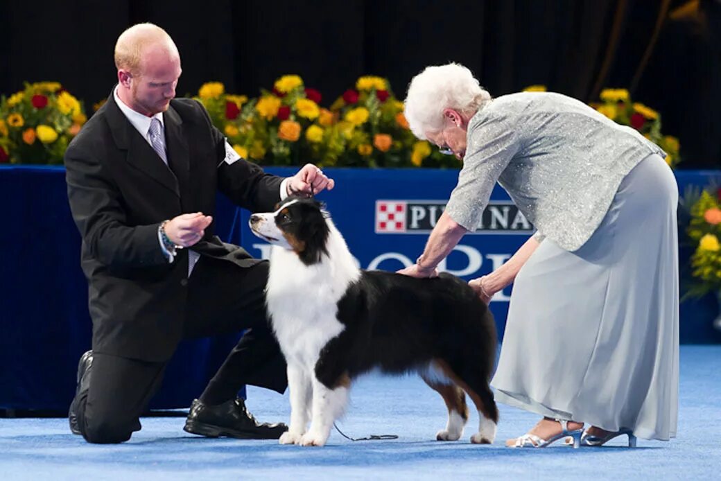 Григорьева эксперт собак. Эксперт собак. Собака эксперт. Собачья выставка в сокольниках. Вадим ефимов эксперт.