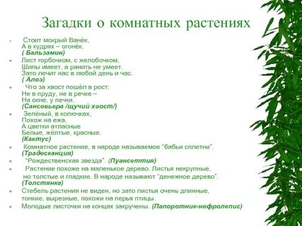 Загадки про комнатные растения для детей