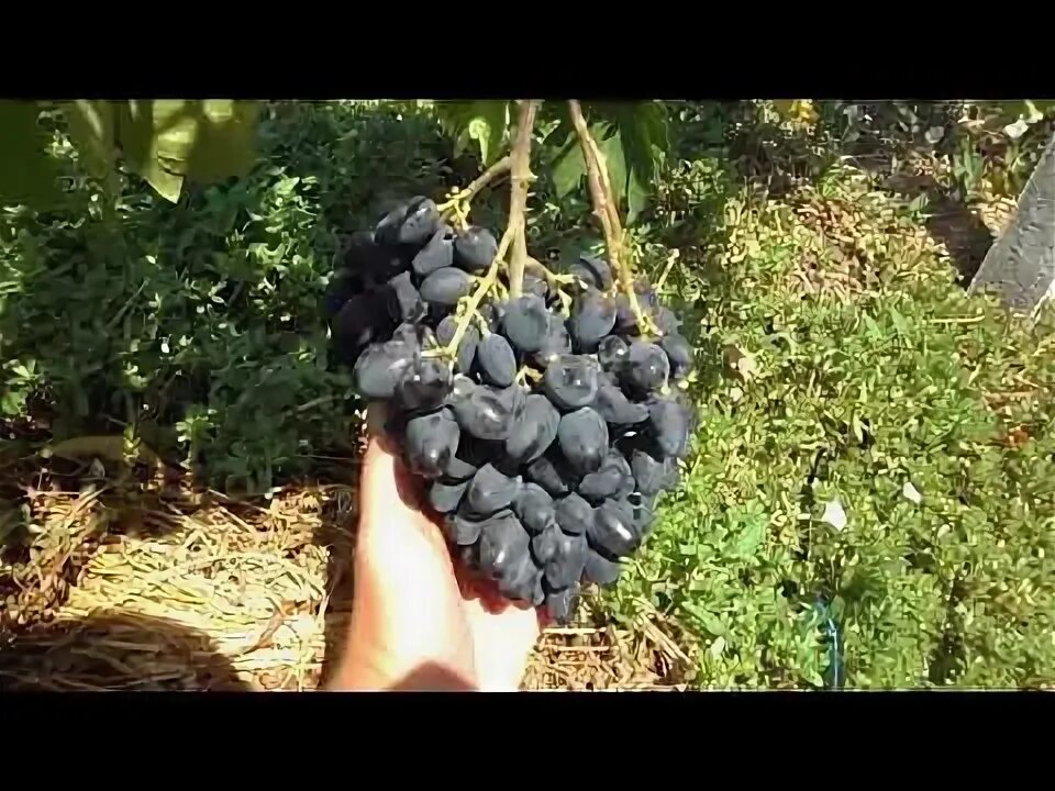 Виноград сорт алекс. Виноград сорт алекс