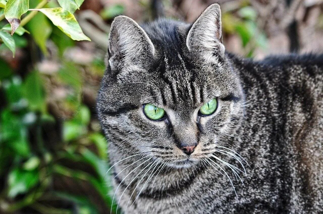 Какие серые коты