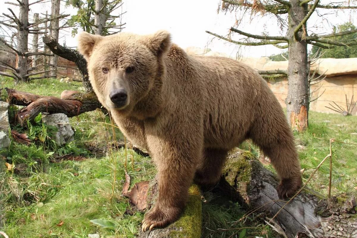 Форма бурого медведя. Тянь-Шанский бурый медведь. Тяньшанский бурый медведь. Тяньшанский бурый медведь в Казахстане. Тяньшянский бурый медведь.