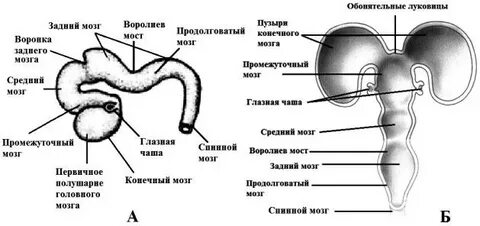 Головной мозг зародыша