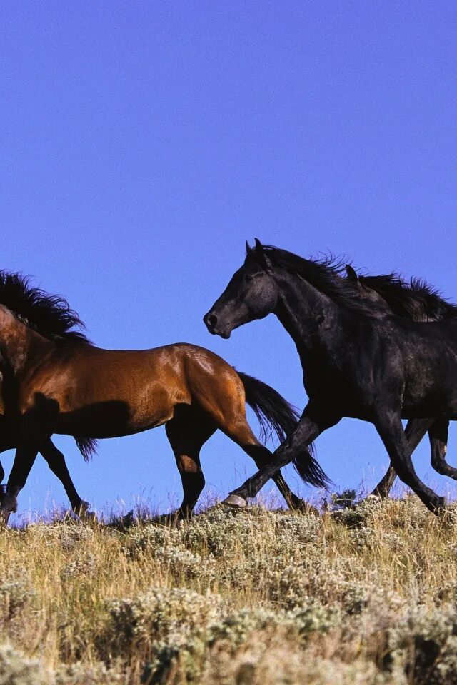 Четверо коней. Обои лошади. Лошадь черный. Четыре коня. Четверка коней.