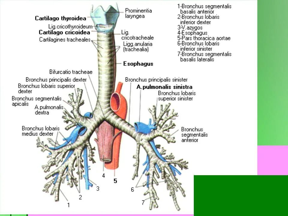 Бронхи на латыни. Трахея бронхи бронхиальное дерево. Послойное строение бронхов. Структуры образующие бронхиальное дерево. Бронхиальное дерево анатомия латынь.