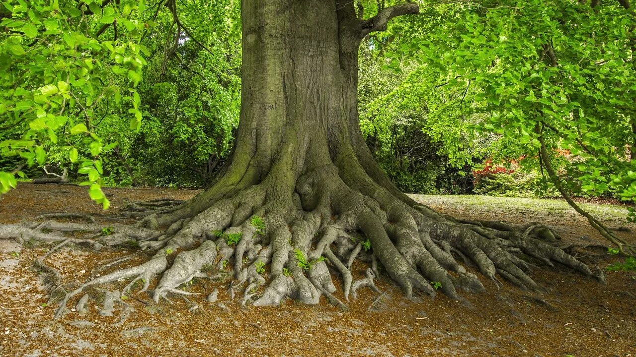 Instead of the trees