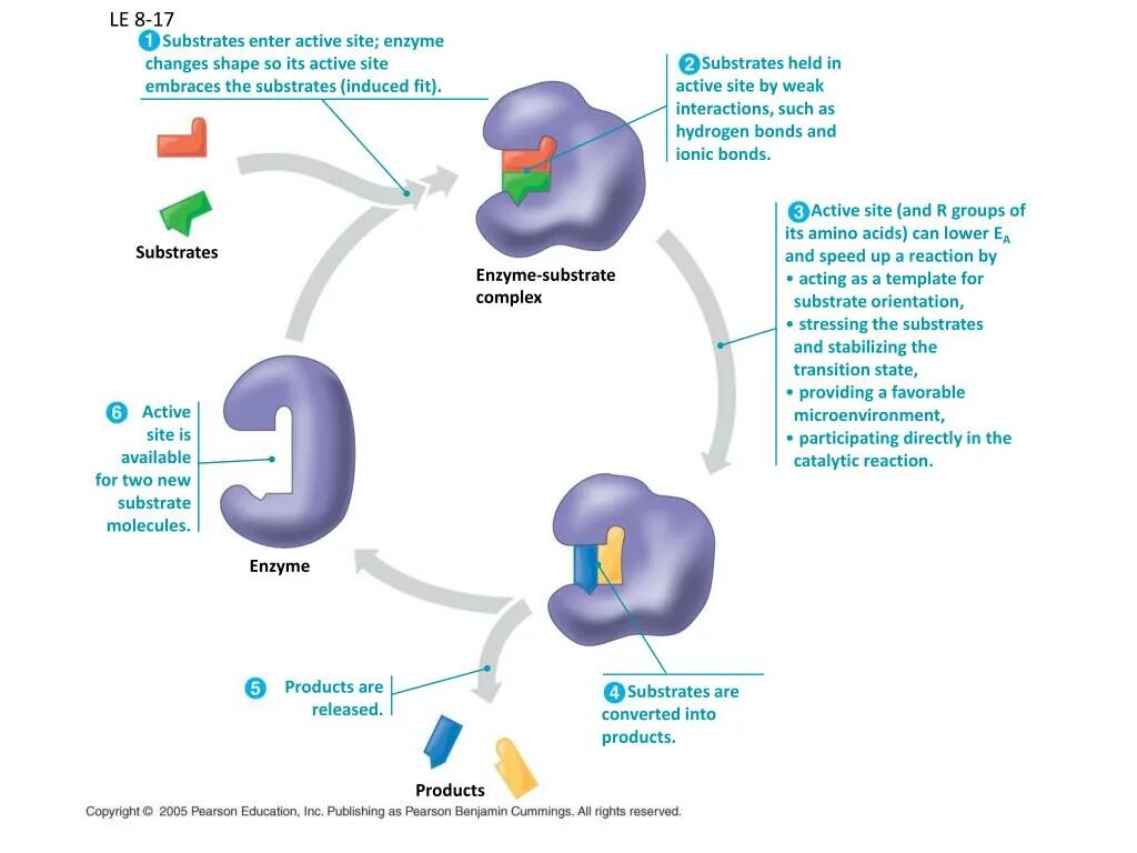 Mechanism of action. Mechanism of Action of Enzymes. Enzymatic Reaction mechanisms. Mechanism of Action of cholinesterase Enzyme. Enzyme substrate.