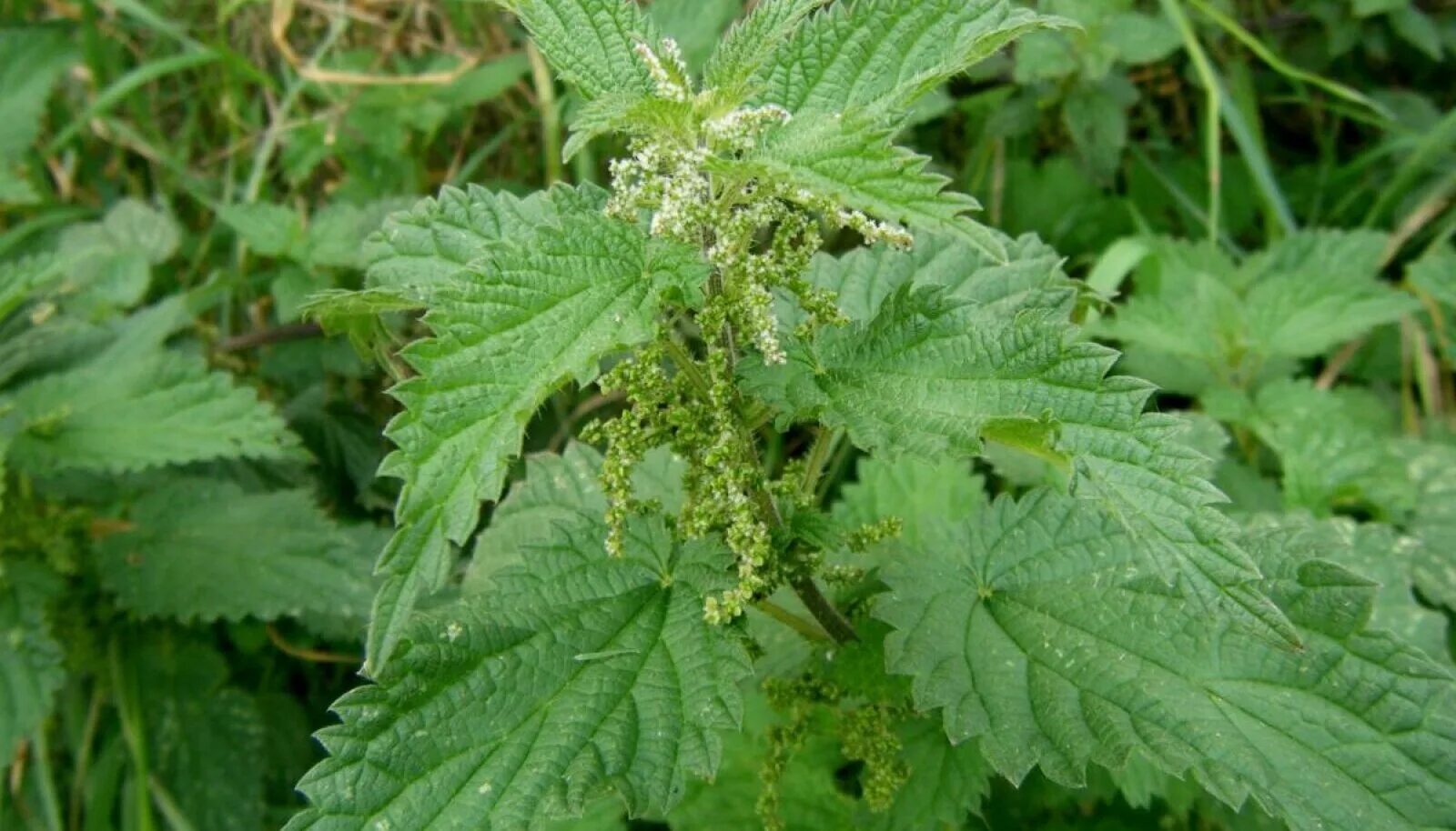 Маленькая крапива. Крапива двудомная (URTICADIOICAL.). Крапива двудомная (Urtica dioica). Крапива двудомная (Urtica dioica l.). Крапива (стрекава).