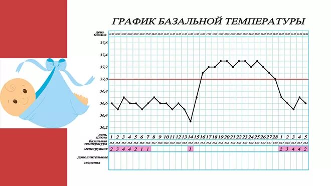 Температура после криопереноса. График базальной температуры при беременности эко. График базальной температуры после переноса эмбрионов. График БТ после переноса эмбрионов. График базальной температуры при беременности на ранних сроках.