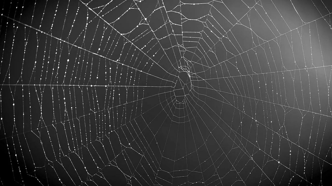 Web catch