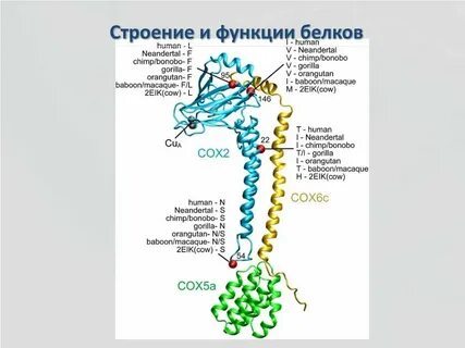 Отек белок