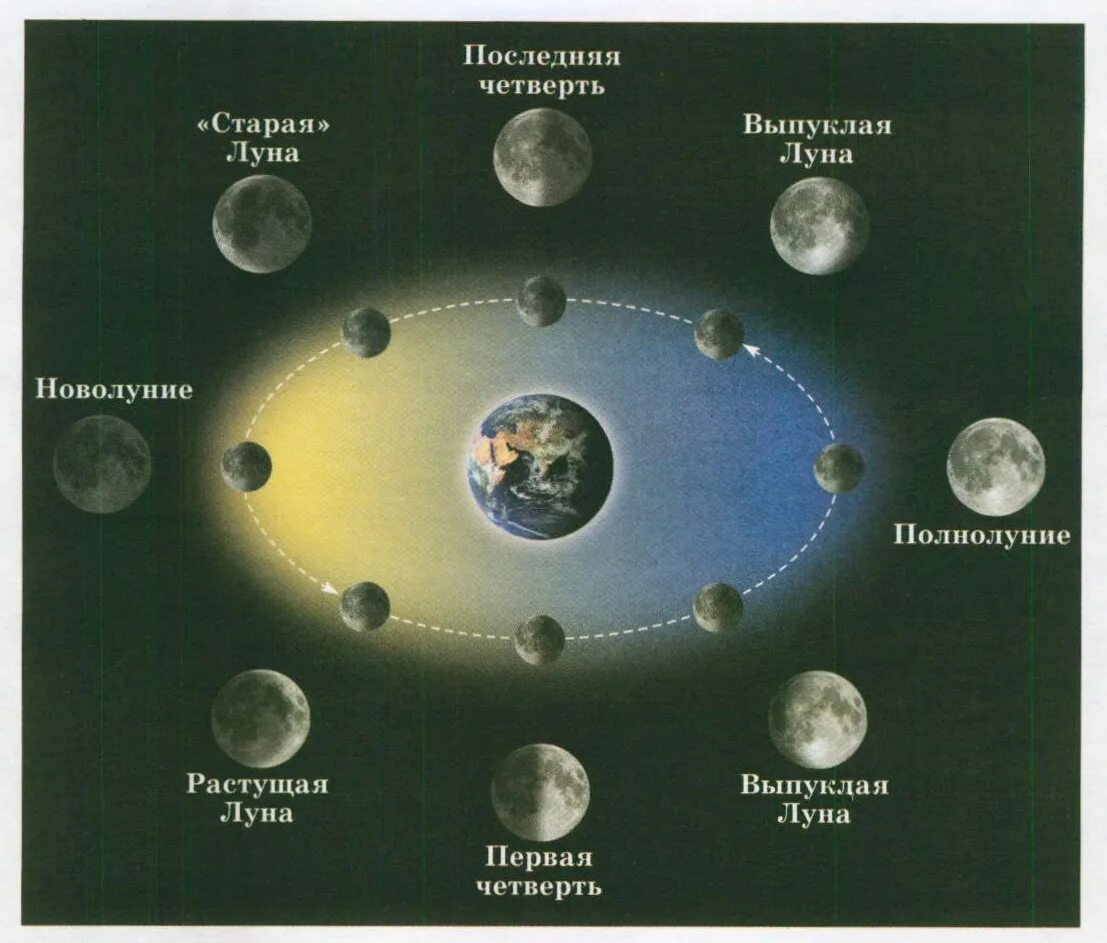 В какой фазе находится луна апрель 2024. Фазы Луны. Фаза Луны сейчас. Какая сейчас фаза Луны. Третья четверть Луны.