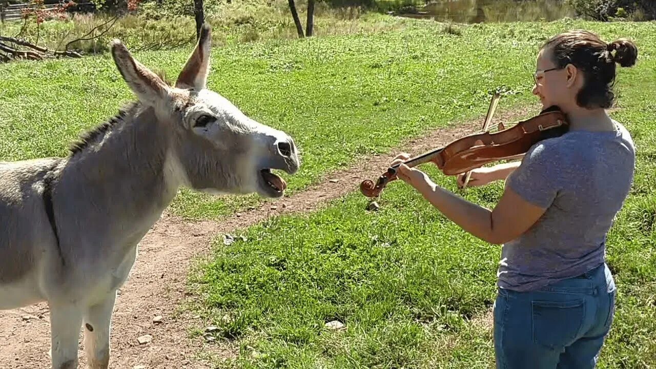 Пение осла. Осёл поёт. Поющая ослица. Осел кукарекает. Пение ишака.