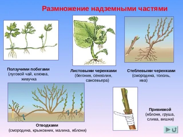 Какие способы размножения надземными побегами вы знаете. Размножение надземными частями. Черенок тополя. Вегетативное размножение побегами. Размножение стеблевыми черенками.