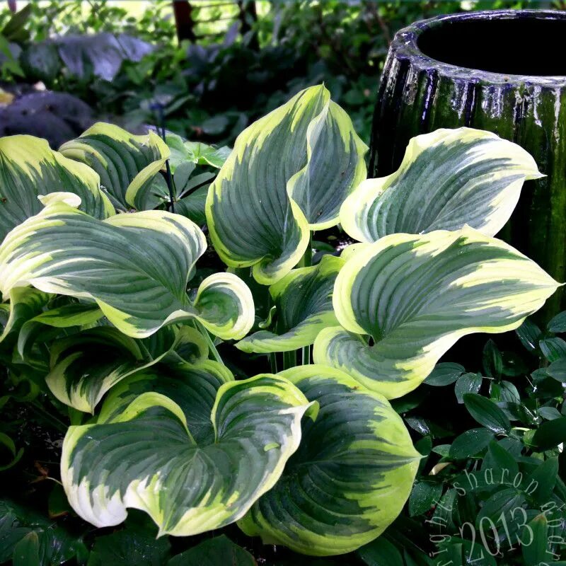 Дисков хост. Хоста эндрю. хоста бобкэт. хоста hosta bobcat. хоста броудбэнд.