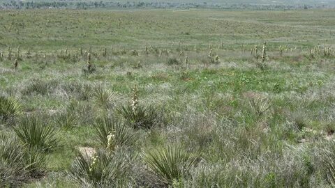 Kiowa and rita blanca national grasslands