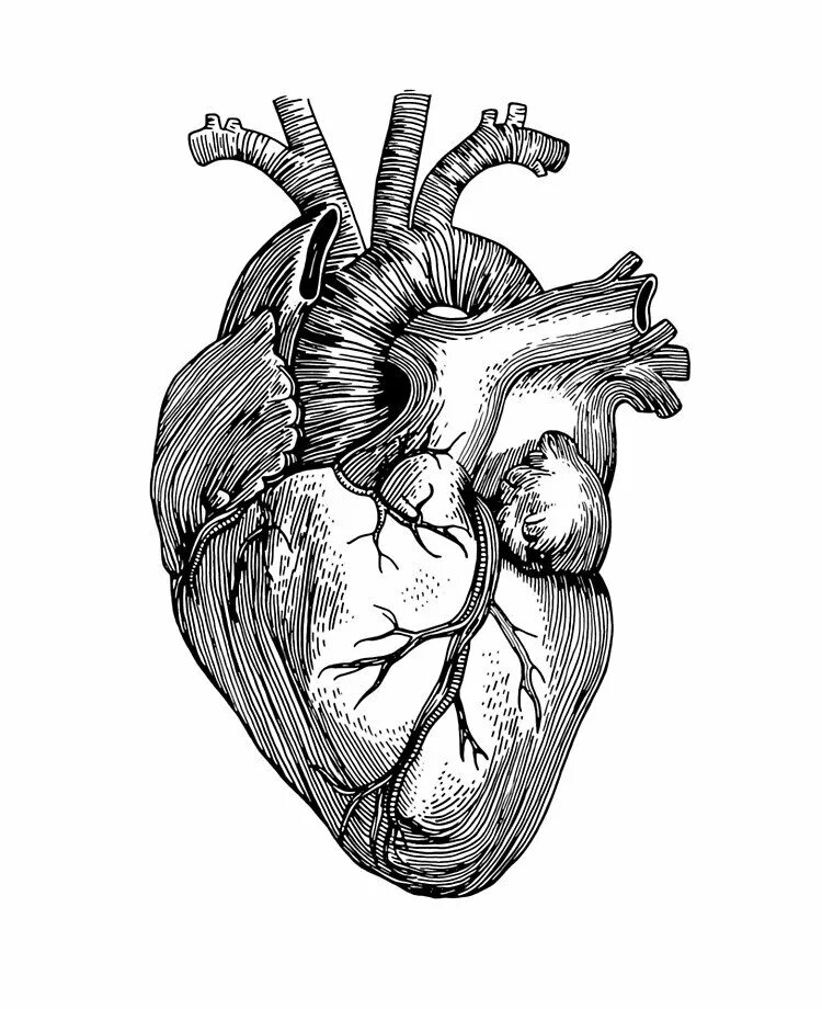 Орган сердце человека рисунок. Человеческое сердце эскиз. Человеческое сердце гравюра.