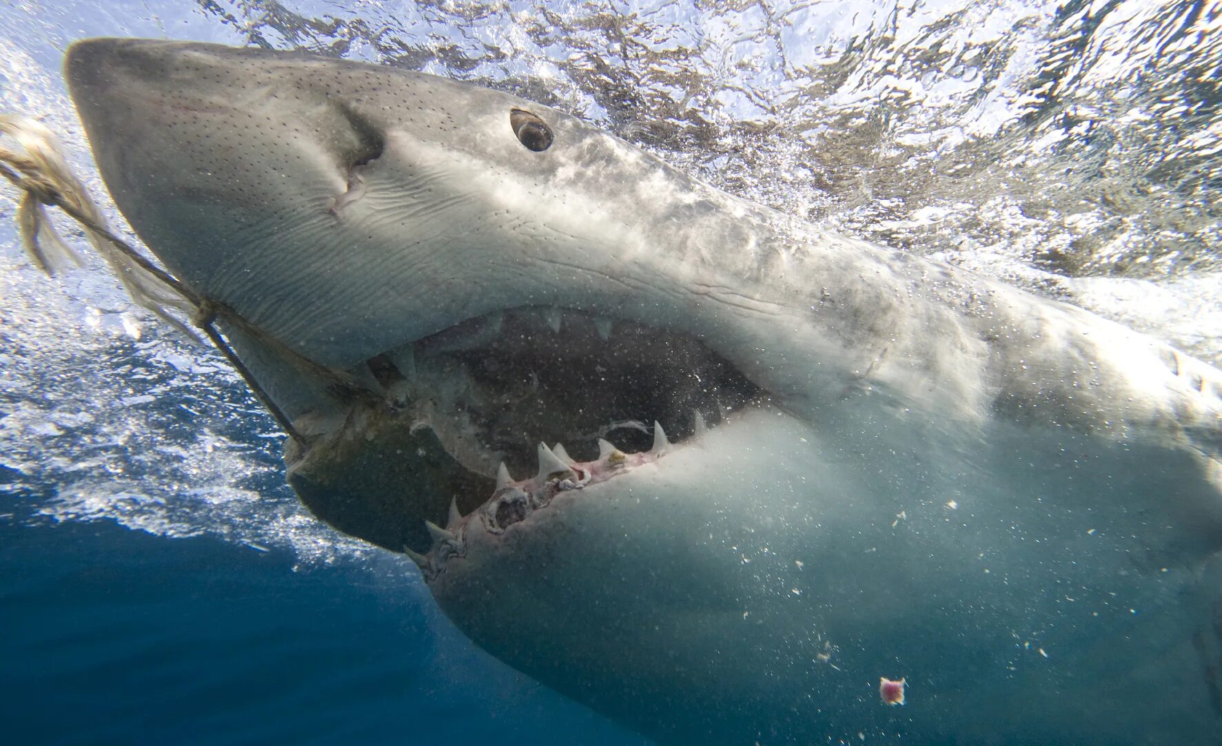 Может ли акула съесть. Акулы и скаты. Большая белая акула.