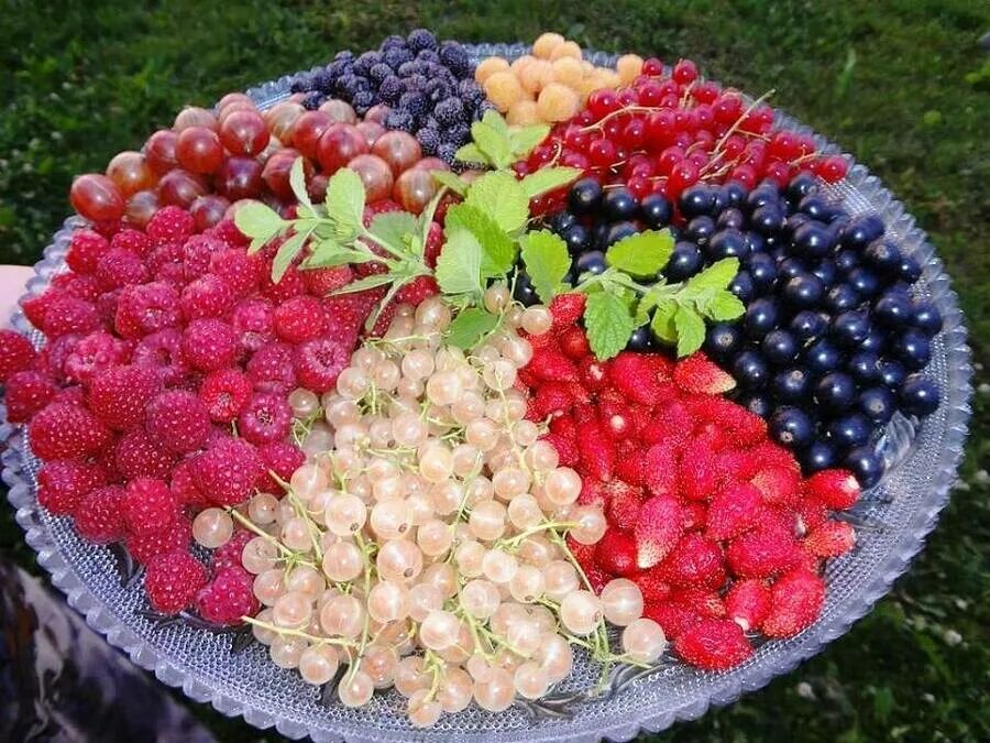 Ягод и фруктов используемых в. Вкусные ягоды. ягоды в огороде. лето фрукты ягоды.