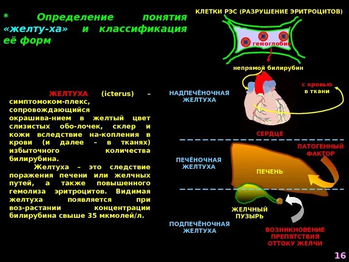 Механическая желтуха биохимия. Желтухи схема биохимия. Разрушение эритроцитов и желтуха. Биохимия печени желтухи.