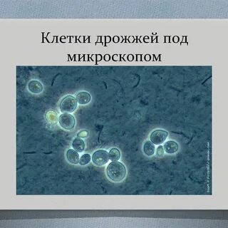 Дрожжевая клетка