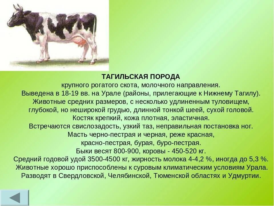 Биологические особенности рогатого скота. Тагильской породы крупного рогатого скота. тагильская корова характеристика. характеристика коров айрширской породы. породы крс молочного направления.