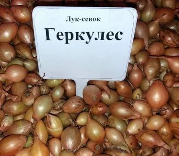 Лук озерский описание сорта отзывы