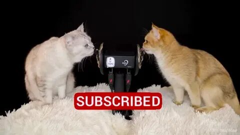 Асмр котик
