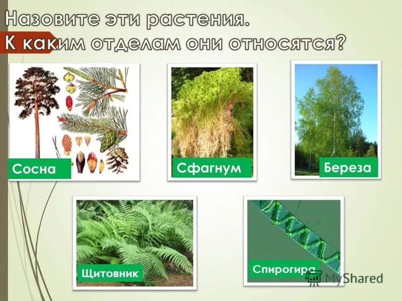 осина сибирская. берёза повислая. береза относится к высшим растениям. соцветие растений семейства берёзовые. мелколиственные породы деревьев.