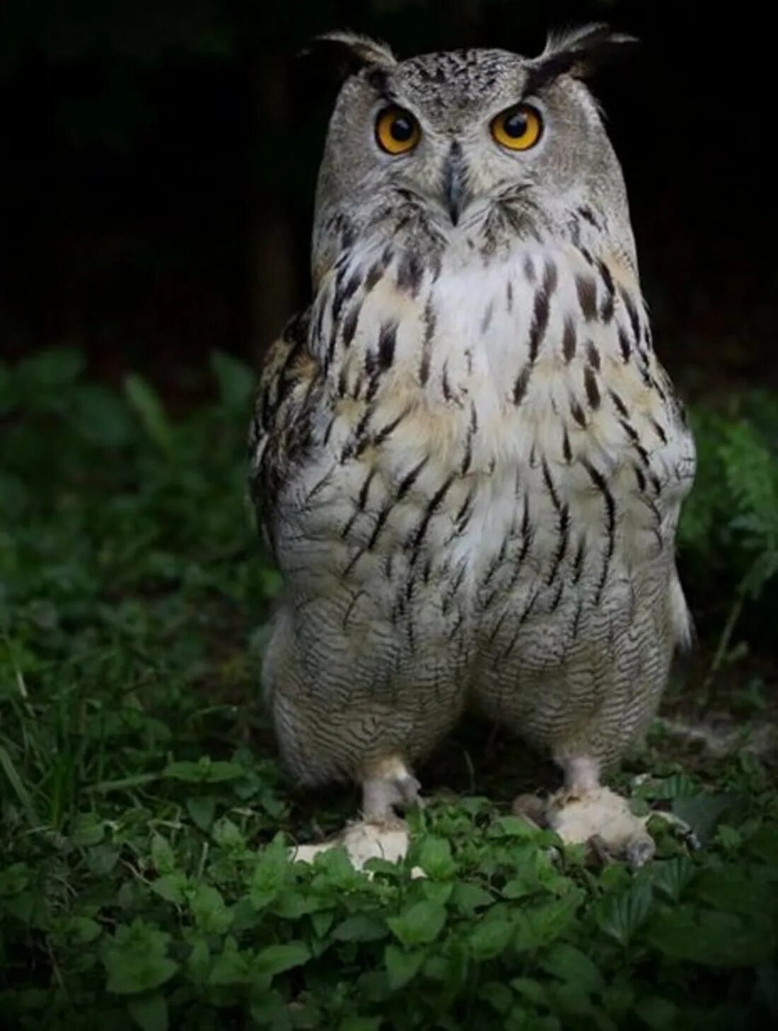 узамбарский филин. зимующий филин. филин обыкновенный (bubo bubo). совообразные клюв. филин bubo bubo linnaeus, 1758.