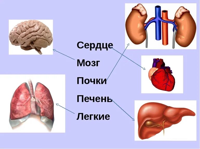 Почка влияет на печень